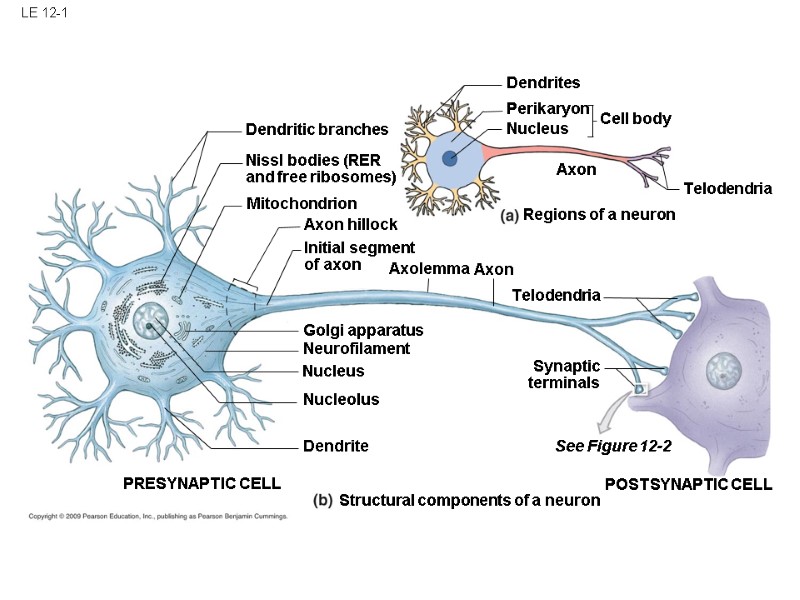 LE 12-1 Dendrites Perikaryon Nucleus Cell body Axon Telodendria Telodendria Axon Regions of a